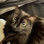 Eileen Rowan - @chloeandfriends13 - Instagram