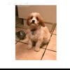 toby xx - @eileenrowe8 - TikTok