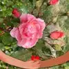 Eileen Rubert - @eileen.rubert - TikTok