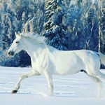 Pferde. 21 - @schlichting.eileen - Instagram