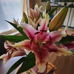 Eileen Schubert - @eileen.schubert.92 - Instagram