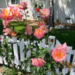 Eileen Shaffer - @eileen.shaffer11 - Instagram