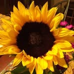 Eileen Shapiro - Facebook