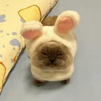 Eileen Shen - Facebook