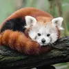 Eileen Shen - @eileen.shen - TikTok
