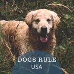 Eileen Shepard - @dogsruleusa - Instagram