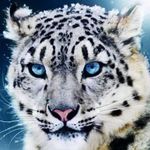 Eileen SnowLeopard - @eileenjrsnowleopard - Instagram