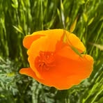 Eileen Spicer - Facebook