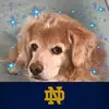Eileen Murray Spillane - @eileen.murray.spi - TikTok