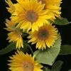 eileenrstokes73056 - @eileenrstokes73056 - TikTok