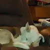 Eileen Strembel - @eileen.strembel - TikTok