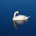 Koha Eileen Jemma Stryker - Facebook