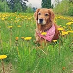 Heather Eileen Suggitt - @heather.pawz - Instagram