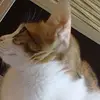 Eileen Tsai - @30249451609 - TikTok