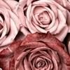 Eileen wittig - @eileen140305 - TikTok