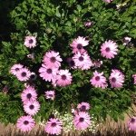 Eileen VanDyke Tankersley - @vantankmom - Instagram