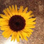 Eileen Vickers Connors - @eileenvickersconnors - Instagram