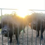 Eileen & Vincent Van Trough - @eileen_vincent_vantrough_pigs - Instagram