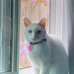 Eileen Hartley Vincent - @lefty.ray.ray - Instagram