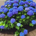 Eileen Persson Voss - @perssonvoss - Instagram