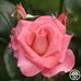 Eileen Wilton - Facebook