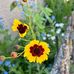 Eileen Freeman Wickstead - Facebook