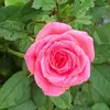 Eileen Yaeger - @eileenyaeger - TikTok