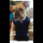Eimear Quinn - @quintessentialpetcare - Instagram
