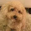 Eitan - @eitan.wolf - TikTok