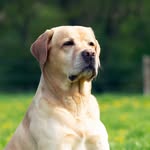 Elwood’s Organic Dog Meat - @elwoodsorganicdog - Instagram