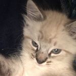 Elaina davis - @angelz_pets - Instagram