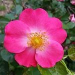 Elaine Hodges - @elaine.hodges.10 - Instagram