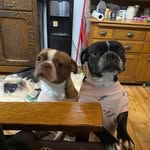 Elaine Roth - @elainesdogs - Instagram