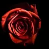 Elaina Scott - @elaina433 - TikTok