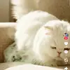 Phạm Thanh Tuyền - @elainasimon7 - TikTok