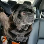 Elaina Torres-Mollnow - @elainathepug - Instagram