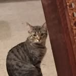 Luna - @elainaward645 - Instagram