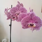 Elaine Webb - Facebook
