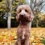 Elaine Wolfe - @elainewolfeontherye - Instagram