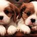 Elaine Acker - Facebook