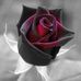 Elaine Alicea - Facebook