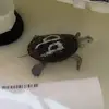 elainebegina - @elainebegina - TikTok