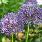 Elaine Burch - @elaine.burch.5 - Instagram