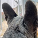 Elaine Chambers - @bobbyblusky - Instagram