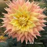 Elaine Cheney - @elaine.cheney.7 - Instagram