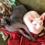 Elaine Chadwick Clanton - @elaine_cat_lady - Instagram