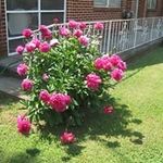 Elaine Conner Roberts - @messerpot - Instagram
