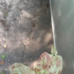Elaine David - @elaine.david457 - Instagram