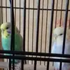 elainedriver675 - @elainedriver675 - TikTok