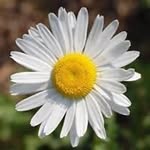 Elaine Eddy - @trevuhouse - Instagram